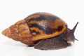 Achatina achatina (GB) subadult 10 cm